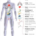 9 Free Body Diagram Free Printable Download Free Premium Templates