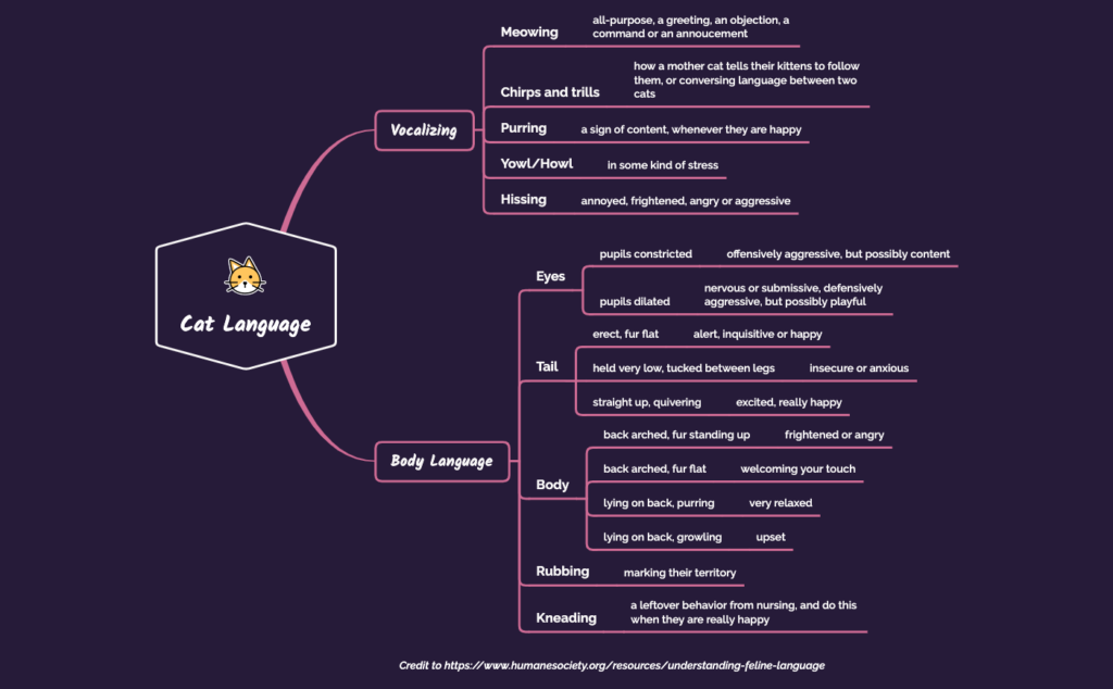 Cat Language XMind Mind Mapping Software