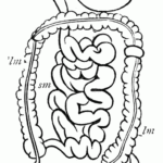 Digestive System ClipArt ETC