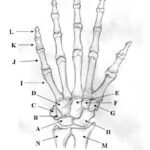 Medical Pictures Info Hand Bones