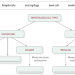 Get Answer Fill In The Blanks To Complete This Concept Map