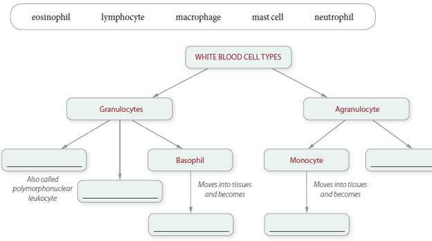  Get Answer Fill In The Blanks To Complete This Concept Map 