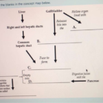 Solved Correctly Fill In The Blanks In The Concept Map Chegg